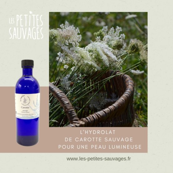 HYDROLAT DE CAROTTE SAUVAGES