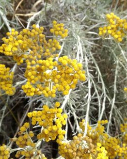 fleurs d'hélichryse