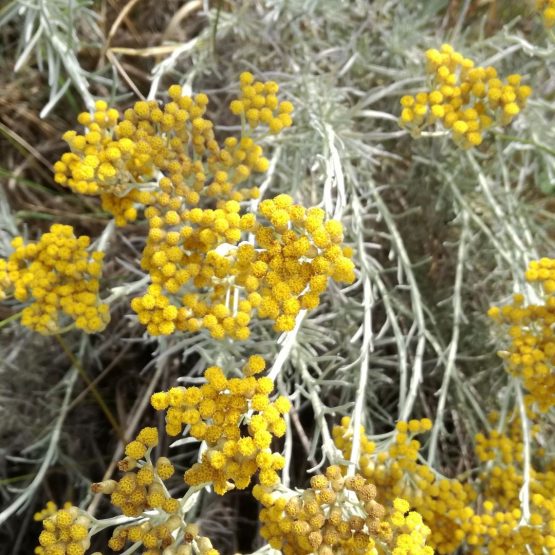 fleurs d'hélichryse