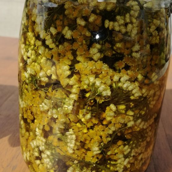 maceration de fleurs d'helichryse