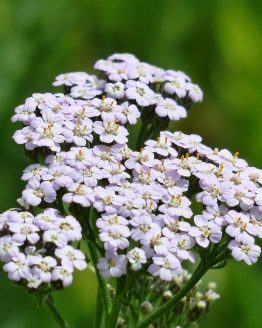 fleur d'achillée millefeuille