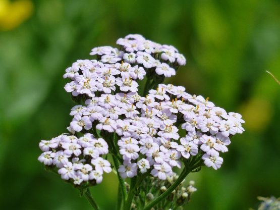 fleur d'achillée millefeuille