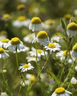 fleurs camomille