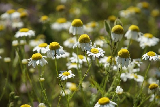 fleurs camomille